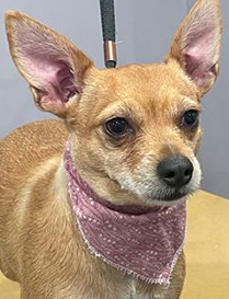 Photo of a small brown dog with a reg handkerchief