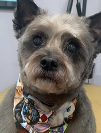 Photo of a small brown dog