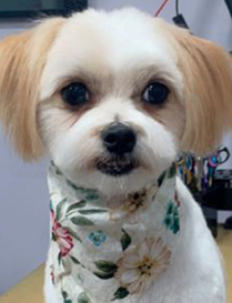 Photo of a small white dog